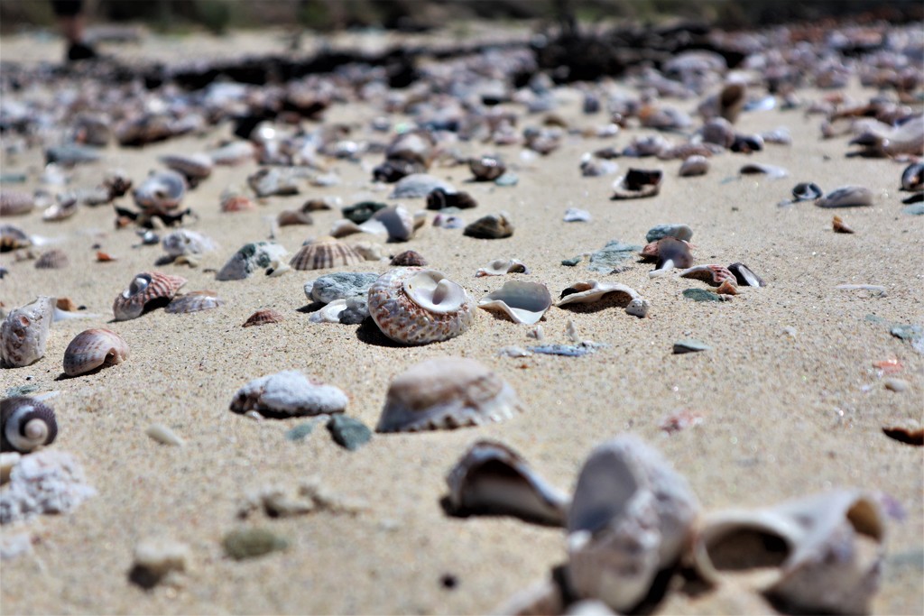 Shells and sand by sandradavies