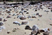 23rd Feb 2021 - Shells and sand
