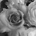 Mono Roses by mumswaby