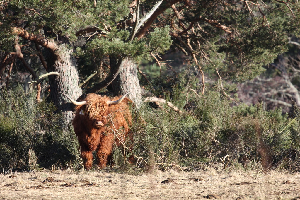 A Highland Coo emerging from the broom by jamibann