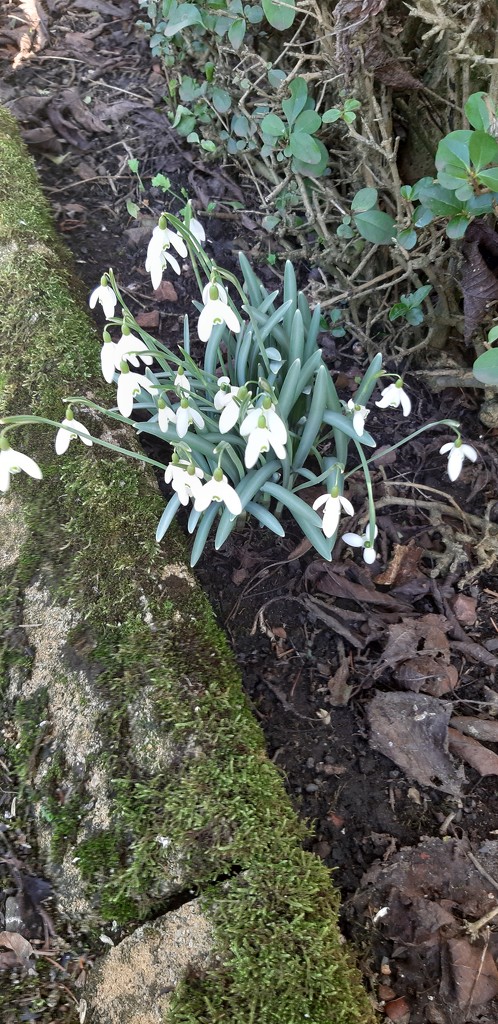 Snowdrops in the back garden by armurr