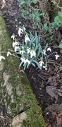 22nd Feb 2021 - Snowdrops in the back garden