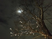 23rd Feb 2021 - 2-23-21 moonlight snow blossoms