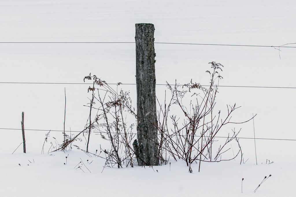 Keeping the Fence Post Company by farmreporter