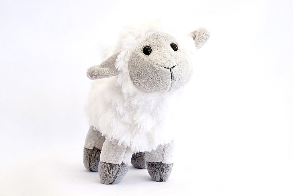 Little Lamb by carole_sandford