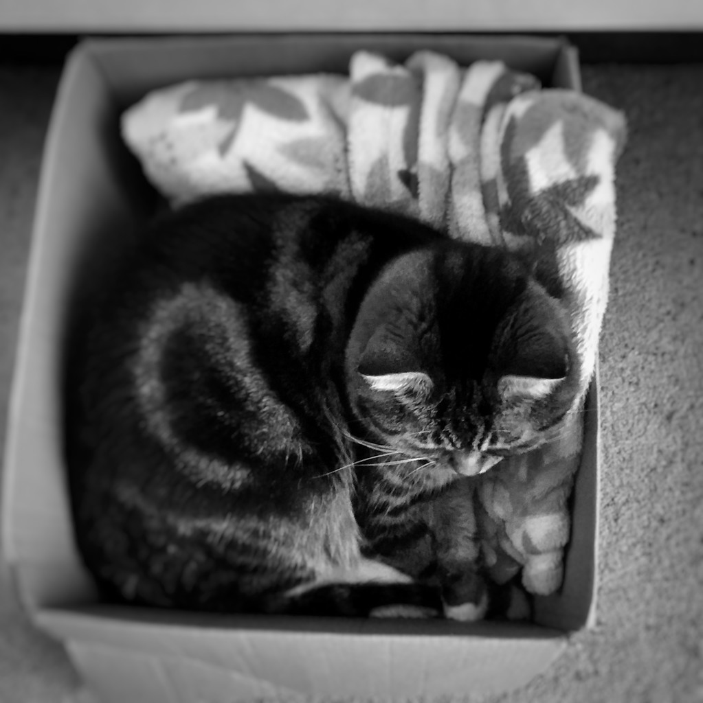 Cat in the Box by thedarkroom