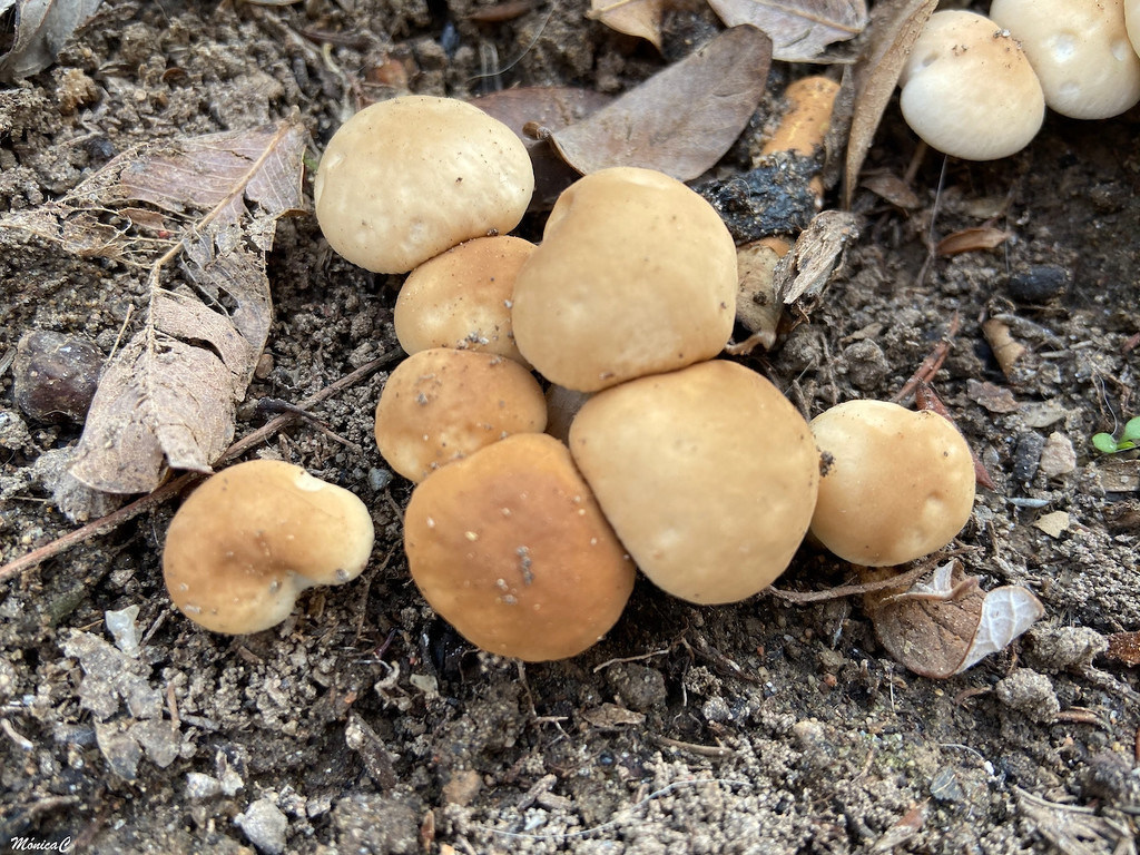 Tiny fungi by monicac