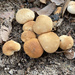 Tiny fungi by monicac