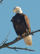 23rd Feb 2021 - Bald eagle 