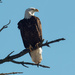 Bald eagle  by rminer