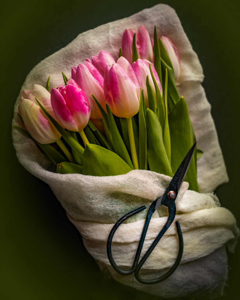 tulip bouquet by jernst1779