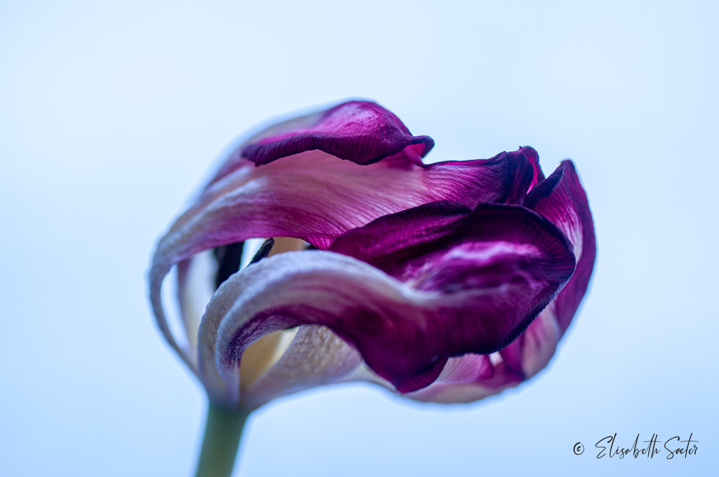 Another withered tulip  by elisasaeter