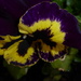 Winter Pansy by snowy
