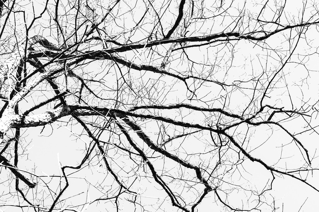 Branches by k9photo
