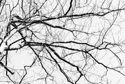 23rd Feb 2021 - Branches