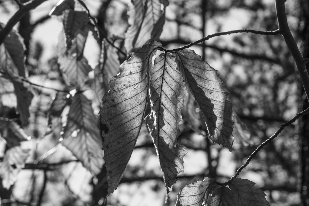 Leaves by k9photo