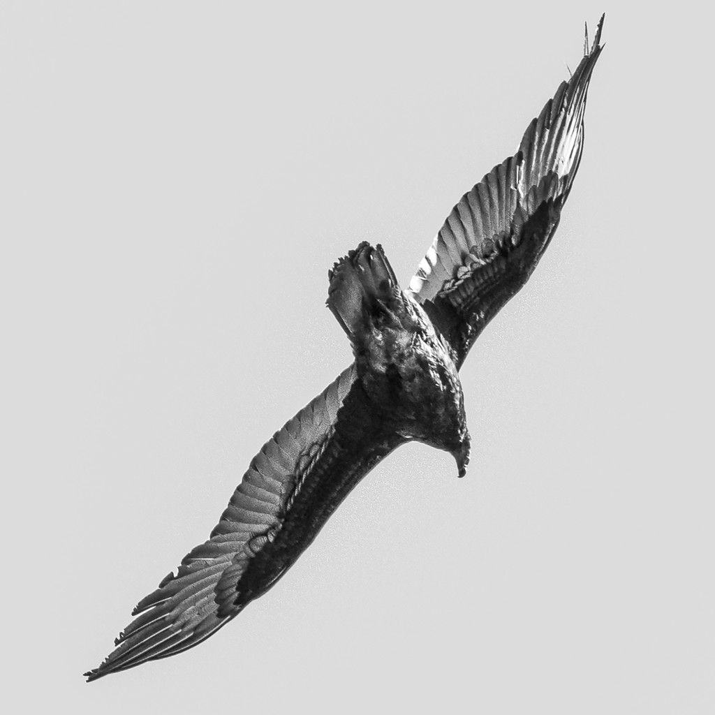 Vulture in Flight by k9photo