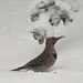 Another view of the Northern Flicker by sailingmusic