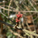 Red Thorns on Bush by sfeldphotos