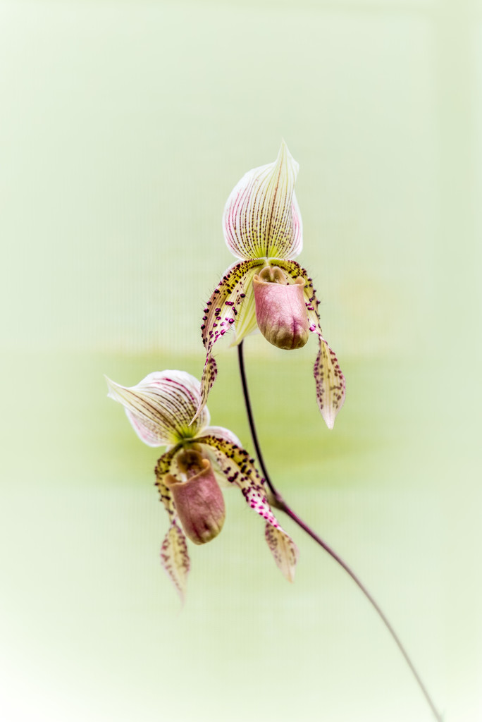 Phragmipedium Orchid 55/365 by dora
