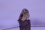 15th Feb 2021 - Short-Eared Owl