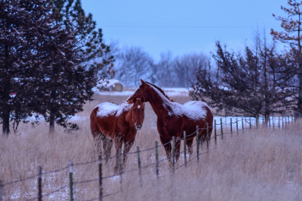 Snow Covered Pair by kareenking