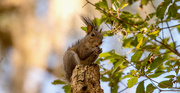 23rd Feb 2021 - Totem Pole Squirrel!