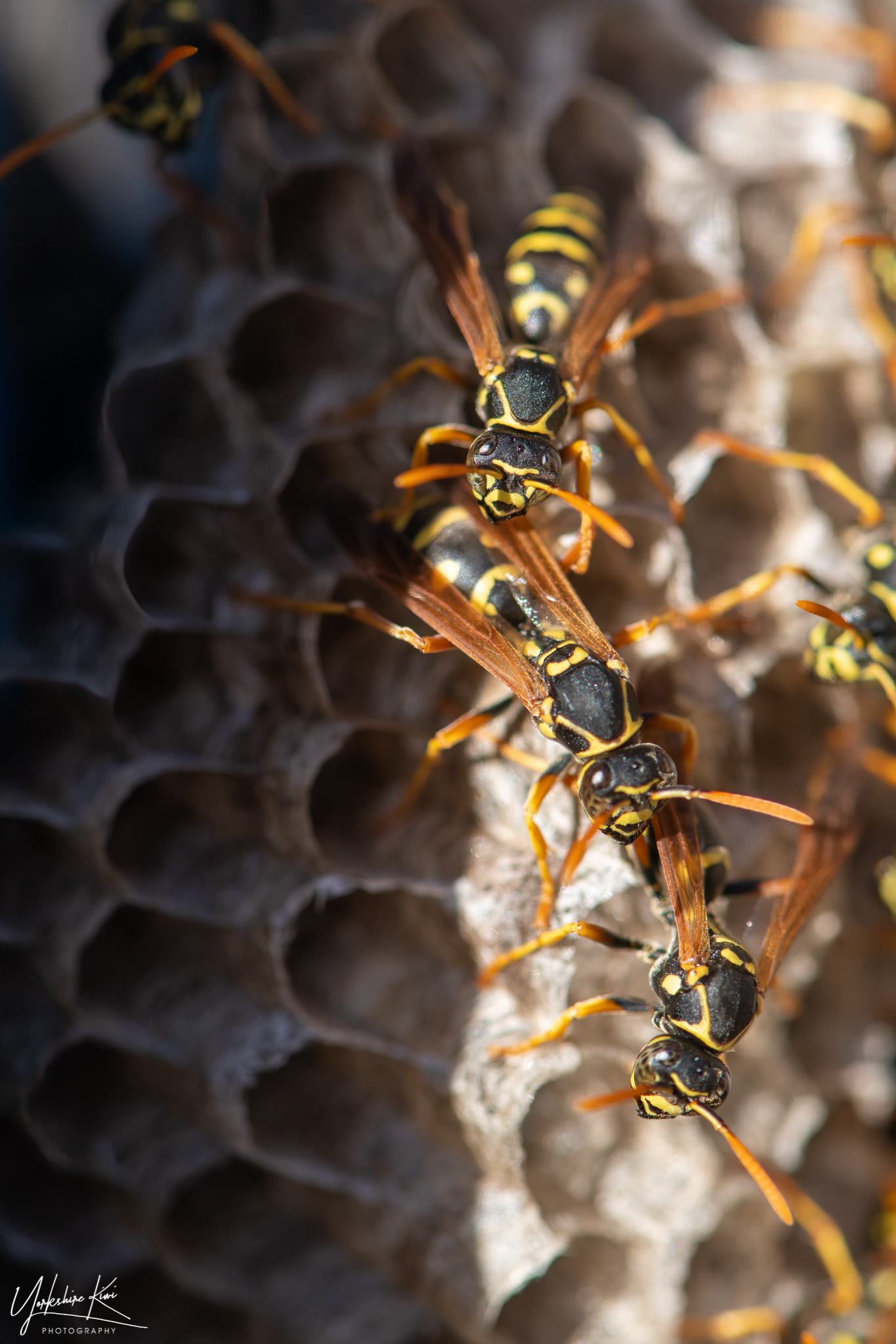 Horror Wasp Find by Carole G · 365 Project