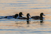 23rd Feb 2021 - Scaup at Sunset