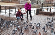 24th Feb 2021 - Feeding the pigeons
