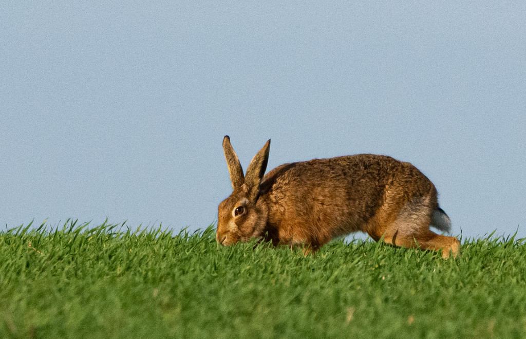 Hare today by stevejacob
