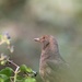 Female Blackbird....... by ziggy77