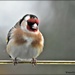 Podgy goldfinch by rosiekind
