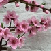 Peach Blossom by 365projectmaxine