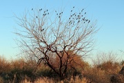 24th Feb 2021 - The Tree with Blackbirds