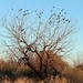 The Tree with Blackbirds by blueberry1222