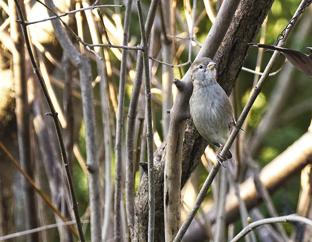 Perky Sparrow by gardencat