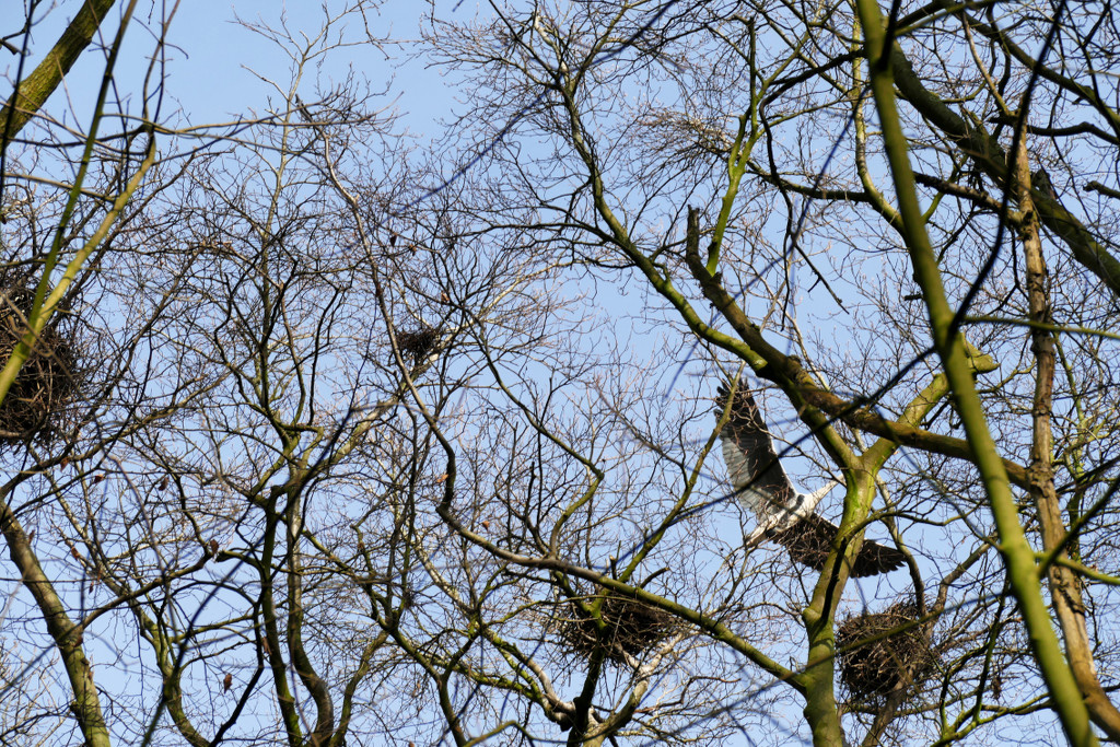 heron's nests by marijbar