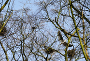 24th Feb 2021 - heron's nests