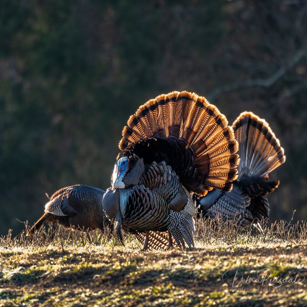 Tom Turkey in Cades Cove by dridsdale