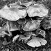 FOR2021 - Winter fungi by judithdeacon