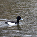 Male Tufted Duck by jqf
