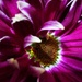 Chrysanthemum by plainjaneandnononsense