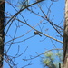Bird on Branch  by sfeldphotos