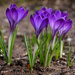 A sign of Spring by phil_howcroft
