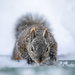 Sneaking Squirrel by jyokota