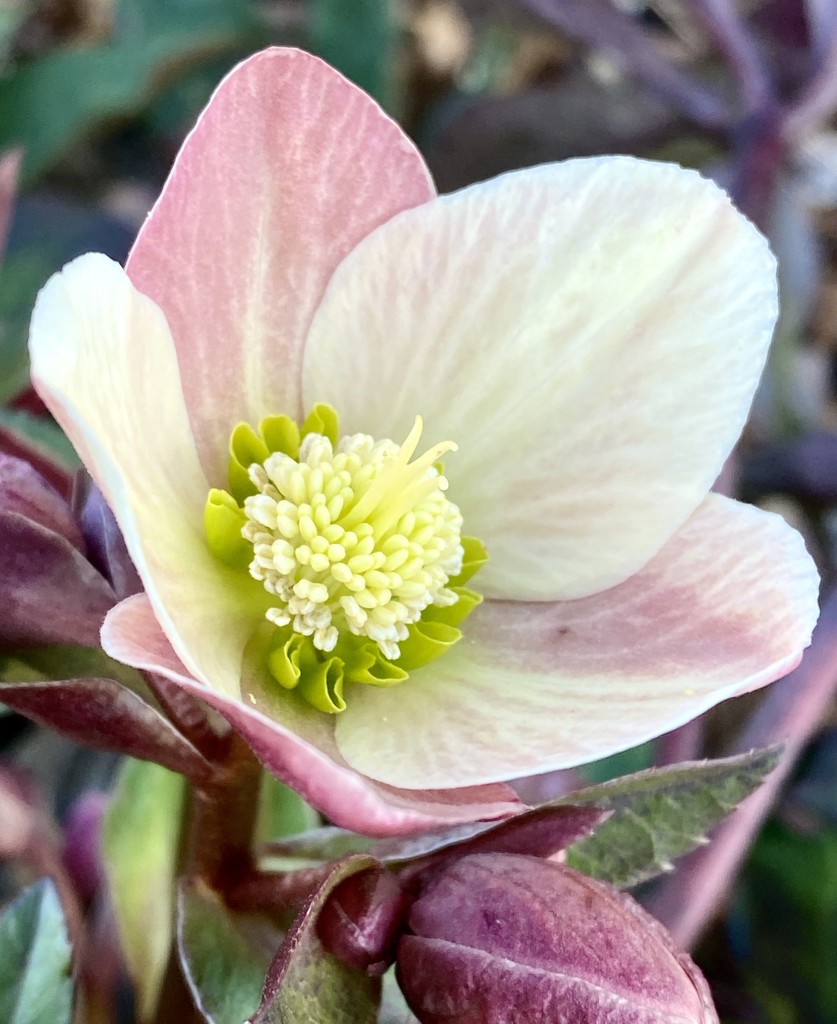 Hellebore Finally Bloomed!   by calm
