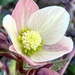 Hellebore Finally Bloomed!   by calm