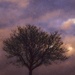 Tree by digitalrn