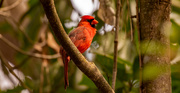 24th Feb 2021 - Mr Cardinal Sounding Off!